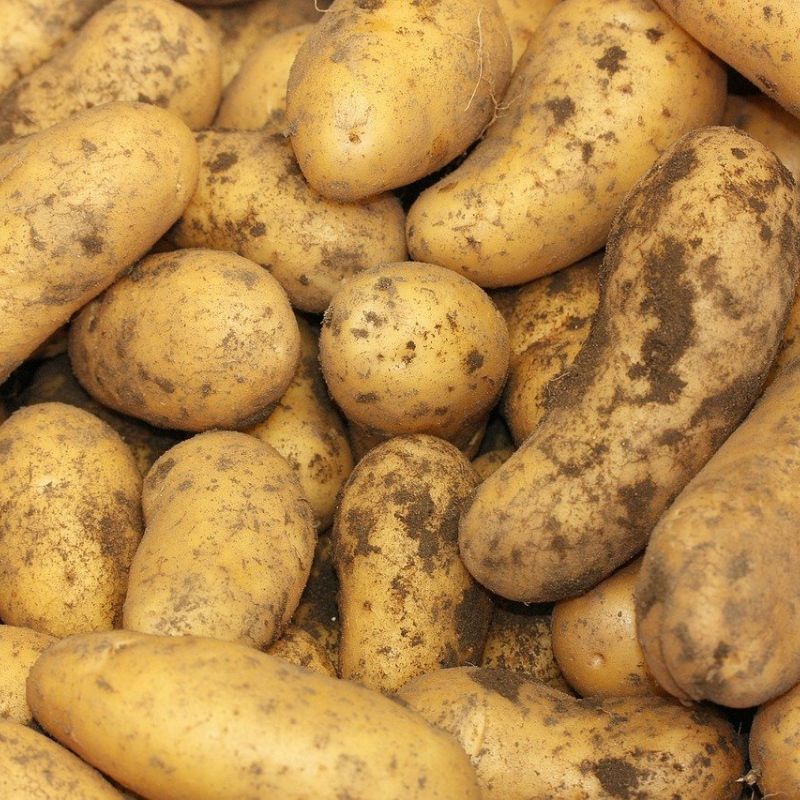 Fresh Farm Potato