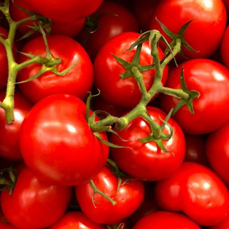 Premium Fresh Tomato